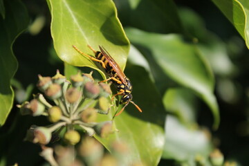 Sitting  wasp on a plant wth green and brown background