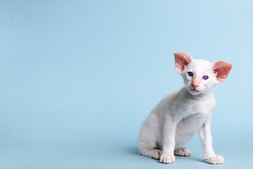 Domestic pet purebred oriental cat with big ears and white color sits on a blue background and looks at the camera, copy space.