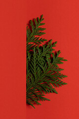 Christmas tree branch on a red background. In extreme minimalism style.