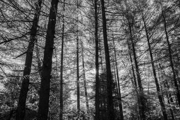 Fototapeta premium forest in winter in black and 