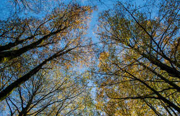 trees and sky