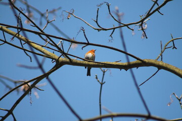 Sitting bird on a tree