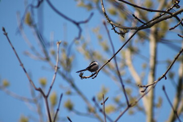 Sitting bird on a tree