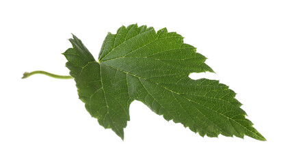Fresh green hop leaf isolated on white