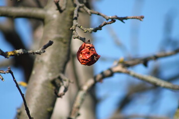Rotten apple on a tree