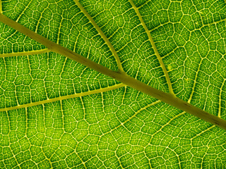 macro photography of a leaf texture