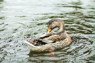 Duck washing its feathers