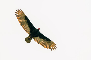 Turkey vulture in flight