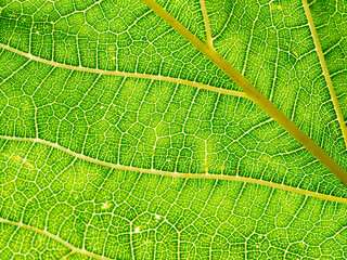 macro photography of a leaf texture