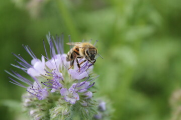 Sitting insekt on purple flower with green background