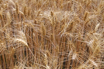 Manny wheat plants with brown background