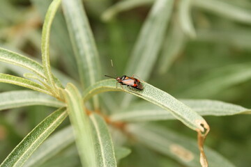 Sitting insect on a plant