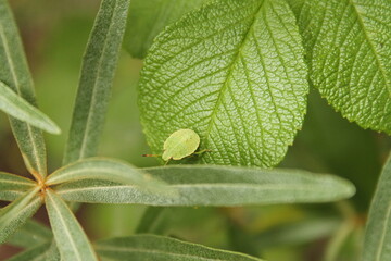 Fototapeta premium Sitting bedbug on a plant