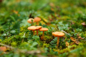 A smal mushroom growing on mos
