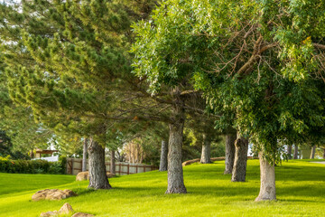 Fototapeta na wymiar Beautiful landscape with trees in the small neighborhood park, Aurora, Colorado