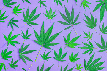 Fototapeta na wymiar Collage of Marijuana or Cannabis Leaves From Indica and Sativa Plants on Minimalist Purple Background
