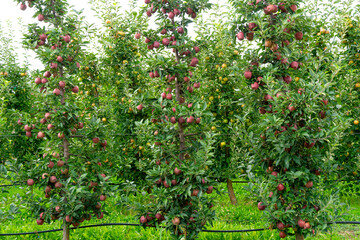 Fototapeta premium ripe apple in an orchard ready for harvesting 