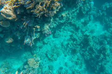 the coral reef at the bottom of the sea is visible through the azure water