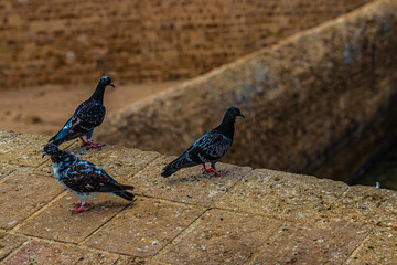 wild pigeons on the rocks