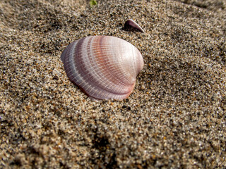 conchiglia sulla spiaggia