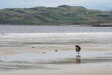 A dog runs along the sea