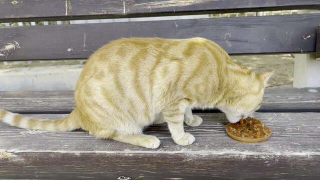 Ginger cat eats food with tomato sauce on a wooden bench