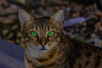portrait of a cat close up