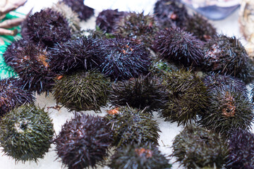 Sea urchins on ice in a fish market.