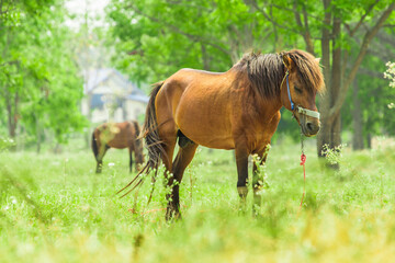 Naklejka na ściany i meble Beautiful wild brown horse stallion on summer flower meadow, equine eating juicy grass, horse stallion with long mane portrait in standing position, equine stallion outdoors, superb big horse equines
