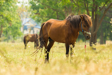 Naklejka na ściany i meble Beautiful wild brown horse stallion on summer flower meadow, equine eating juicy grass, horse stallion with long mane portrait in standing position, equine stallion outdoors, superb big horse equines