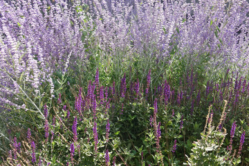 lavender and heather purple blooms in a sunlit garden