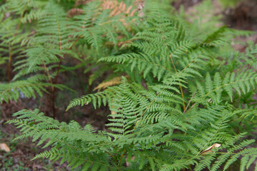 ferns in the forest in autumn. There is a large planting of ferns.