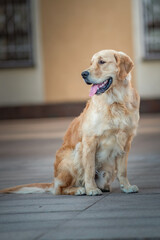 Portrait of a beautiful purebred retriever on a city street.