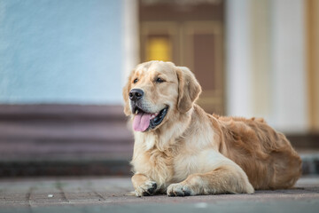 Portrait of a beautiful purebred retriever on a city street.