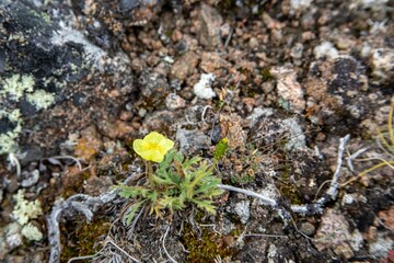 Arctic buttercup close up