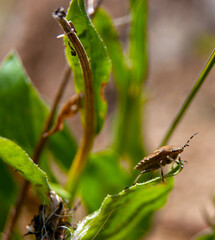 A brown beetle sits on a green leaf.