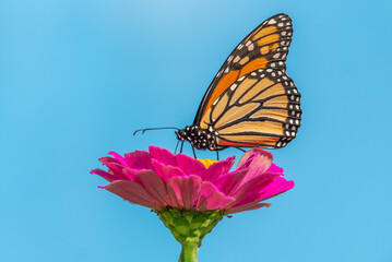 Monarch butterfly perched on pink flower with blue background