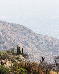 Cactus entre cerros