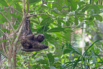 Sloth hanging on tree in rain forest in Panama