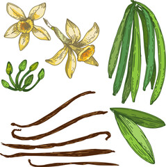 Vanilla flowers, leaves and beans collection set. Vanilla orchid plant, graphic image, botanical drawing. Hand drawn vector illustration, isolated on a white background.