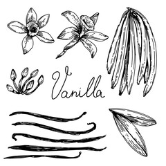 Flowers of vanilla with leaves and beans. Vanilla orchid plant, graphic line art image, black and white botanical drawing. Hand drawn vector illustration, isolated on a white background.