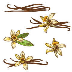 Vanilla flower and beans collection set. Hand drawn vector illustration, isolated on a white background.