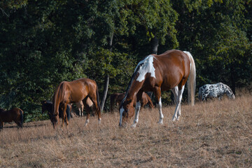 Pferde auf Weide trockenes Gras