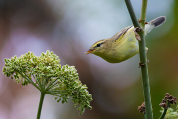 Yellow-throated woodland warbler picking seeds