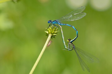 Azure damselfy couple breeding