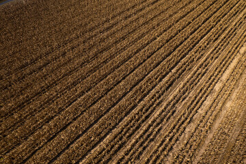 Dry corn field aerial view