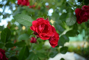 rose flowers close-up, on a green background, rose leaves, red purple, peony leaves, lush, double flower, rich color, summer, garden, weaving plant, kitchen garden, cottage, garden decoration, oil