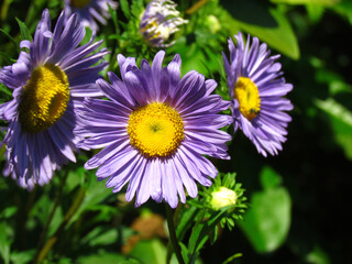 Obraz premium colorful aster alpinus flower close up