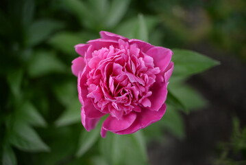 
peony flower close-up, on a green background, peony leaves, pink purple, peony leaves, lush, double flower, rich color, summer