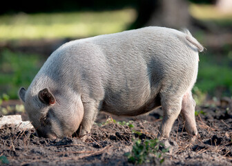 pig on the farm rooting in the dirt